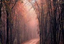 im电游游戏-篮球世界的平行传奇，吉林队强行终结开拓者，武切维奇欧冠半决赛接管比赛